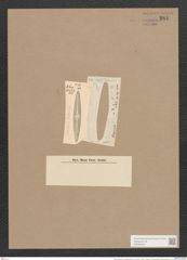 Navicula radiosa var. dubravicensis Grun. (de-Toni-Nr.: Genus 1, Species 104) Zeichnungen Sammlung Grunow Nr. 281 (NHMW-BOT-W0366545)